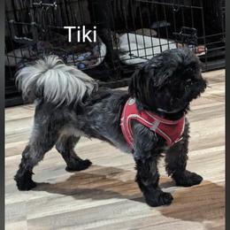 TIKI - Silver male Shih Tzu puppy in Ruffs Dale, Pennsylvania from RAM Shih Tzus Rolling Hills of PA