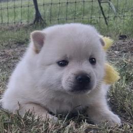 Girl1 - Cream female Schipperke puppy in Groesbeck, Texas from Lost Prairie Puppies
