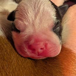 Girl 2 - Black brindle and white female Boston Terrier puppy in Kingsport, Tennessee from Sleepwalker Bostons