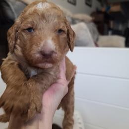 Black collar - Red  male Poodle puppy in Colorado Springs, Colorado from Silly's Standard Poodles