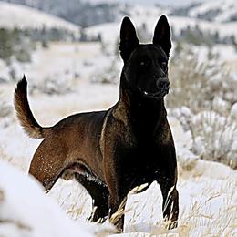 Avatar - Belgian Malinois