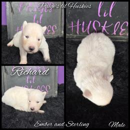 Richard - White male Siberian Husky puppy in Bloomfield, Indiana from Paiges lil huskies