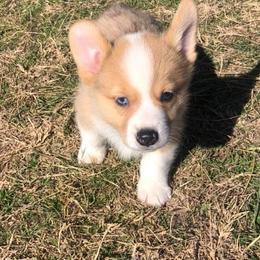 American Corgis and Pembroke Welsh Corgis from TW Corgis