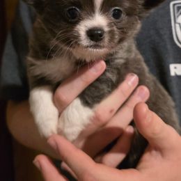 Blue - Blue and white male Chihuahua puppy in Amity, Pennsylvania from Baxters Chihuahuas