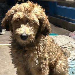 Hershi - Brown female Bernedoodle puppy in Scottsdale, Arizona from Nana’s Doodles