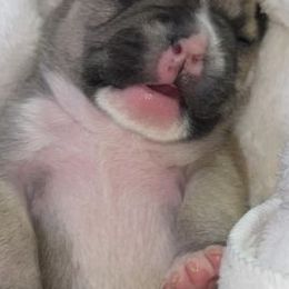 French Bulldogs from Luxe’s Spell Kennel