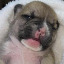 French Bulldogs from Luxe’s Spell Kennel