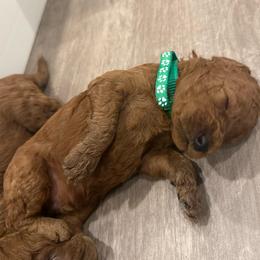 Green collar - Red  male Poodle puppy in Orange, Connecticut from Shamrock’s Poodles