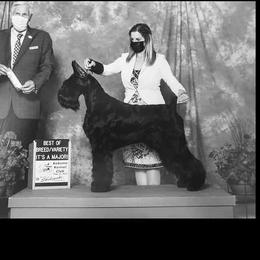 Tilly - Giant Schnauzer
