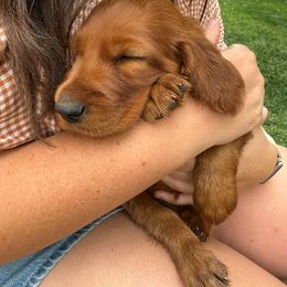 Olivia the Christmas Eve Puppy - Mahogany female Irish Setter puppy in Orem, Utah from Rocky Mountain Irish Setters
