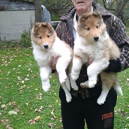Collie Puppies from LynChris Collies