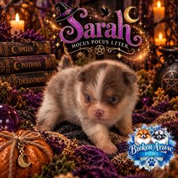 Sarah - Lavender female Pomeranian puppy in Sandia, Texas from Broken Arrow Poms
