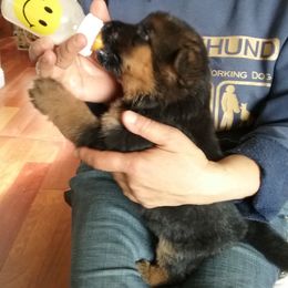 German Shepherd Puppies from Zwinger vom Roten Wald