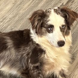 Miniature Australian Shepherds from ST. J’s Mini Aussies