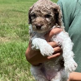 Mars - Parti female Double Doodle puppy in Yoakum, Texas from The Scott’s Dood Ranch