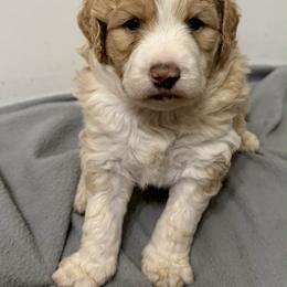 Dasher - Apricot male Aussiedoodle puppy in Edmond, Florida from Oodles of Doodles and Poodles