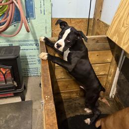 Bronc - Brindle male Boxer puppy in Louisville, Kentucky from Nelson’s Fancy Frenchies and Bulldogs