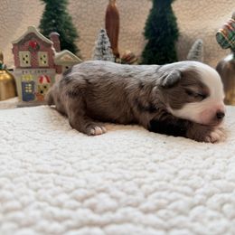 Dancer - Blue merle male Toy Australian Shepherd puppy in Aurora, Missouri from Sweet Peach Puppies