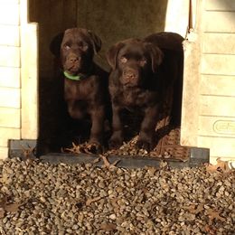 Labrador Retriever Puppies from Showtime Labradors