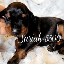 Sariah - 5500 - Black and rust female Doberman Pinscher puppy in Aurora, Indiana from Double-Take Doberman Kennels
