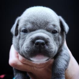 Relish - Blue female Staffordshire Bull Terrier puppy in Dallas, Texas from Wild Blue Staffords