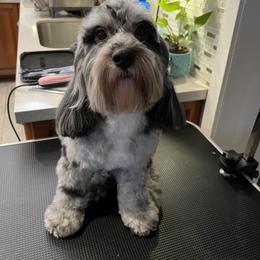 Bandit - Cockapoo