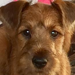 Boy 1 - Red male Irish Terrier puppy in Clermont, Florida from Thornton's Terriers
