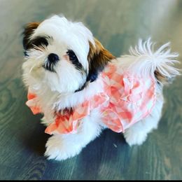 Boxer and Shih Tzu All Grown Up from Victorio Boxers & Shih-Tzu's