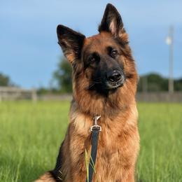 Ember - German Shepherd