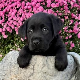 Blessed (light blue short coat) - Black female Labrador Retriever puppy in Baldwin City, Kansas from Hedge Lane Labradors