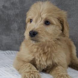 Bernedoodles, Goldendoodles, and Poodles from Country View Bernedoodles and Goldendoodles