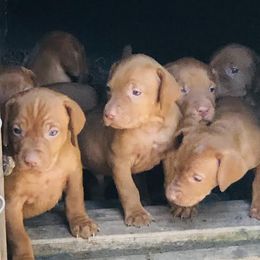 Boy 2 - Golden rust male Vizsla puppy in Tracy, Minnesota from SkoglundFarm Vizslas
