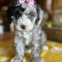 Selma - Sheepadoodle