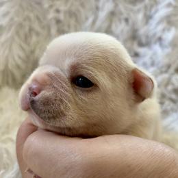Boy 2 - male French Bulldog puppy in Greeley, Colorado from Mandy Moon French bulldogs