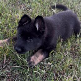 Buckley,  Orange Collar Boy - Black and tan male German Shepherd puppy in Milan, Illinois from Stonewick German Shepherds