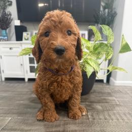 Purple - Red  female Goldendoodle puppy in Bakersfield, California from Lavish Doodles