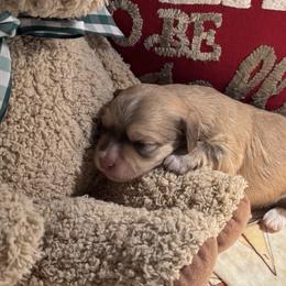 Gold boy - Gold male Havanese puppy in East Lansing, Michigan from VanCort's Happy Havanese