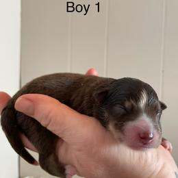Wallen - Chocolate male Pomsky puppy in Cottrellville, Michigan from My Half Pint Pups