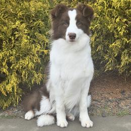 Morello - Red female Border Collie puppy in Dunn, North Carolina from Coylety Kennel