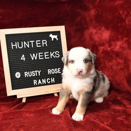 Miniature American Shepherd and Miniature Australian Shepherd Puppies from Rusty Rose Mini Aussies and Mini American Shepherds