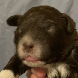 Nico - Brown roan Lagotto Romagnolo puppy in Fairfield, Iowa from Adagio Lagotto