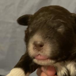 Nico - Brown roan Lagotto Romagnolo puppy in Fairfield, Iowa from Adagio Lagotto