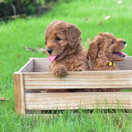 Goldendoodle Puppies from OodlesODoodles