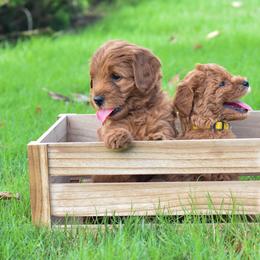 Goldendoodle Puppies from OodlesODoodles