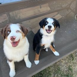Miniature Australian Shepherd Puppies from Liberty Luck Mini Aussies