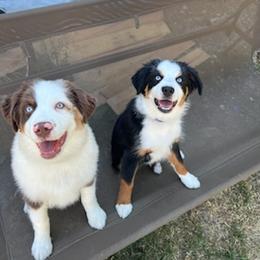 Miniature Australian Shepherd Puppies from Liberty Luck Mini Aussies