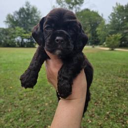 Molly - Brown female Cocker Spaniel puppy in Florence, South Carolina from Reddick's American Cocker Spaniels