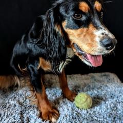 Chi Chi - English Cocker Spaniel