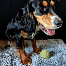 Chi Chi - English Cocker Spaniel