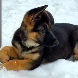 German Shepherd Puppies from Witmer Shepherds